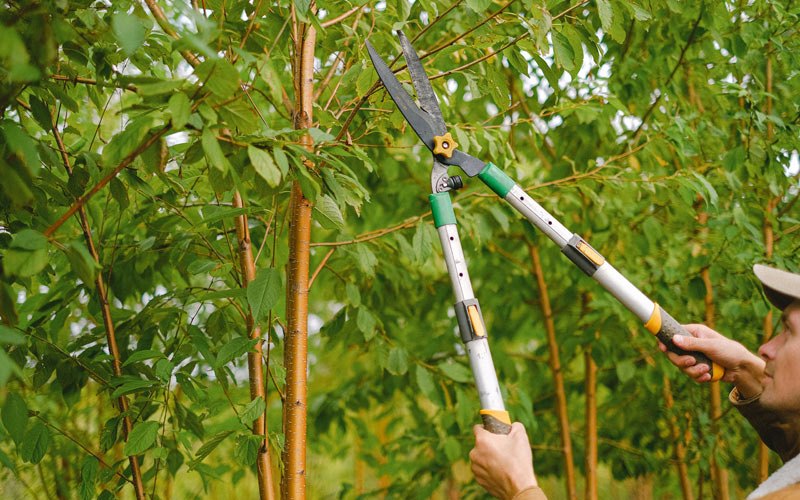 Tree trimming in Alda, NE